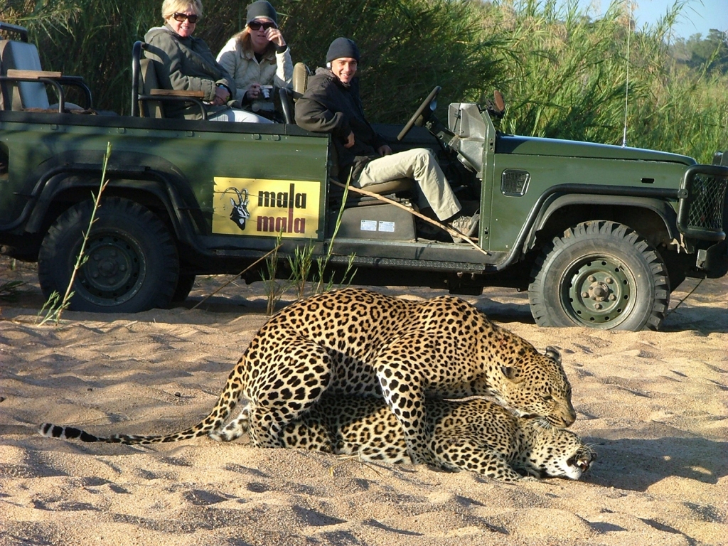 malamala-leopards-mating.jpg?w=1024
