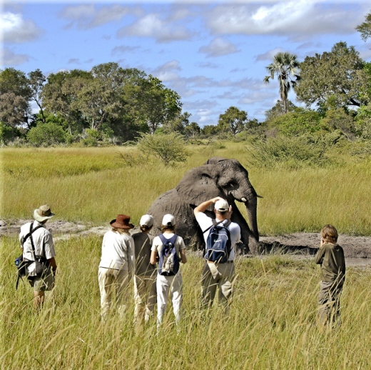 Baines Camp Elephant