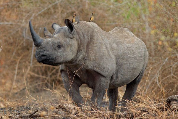 Singita Ebony Rhino